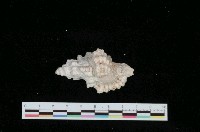 藏品(金口法螺)的圖片